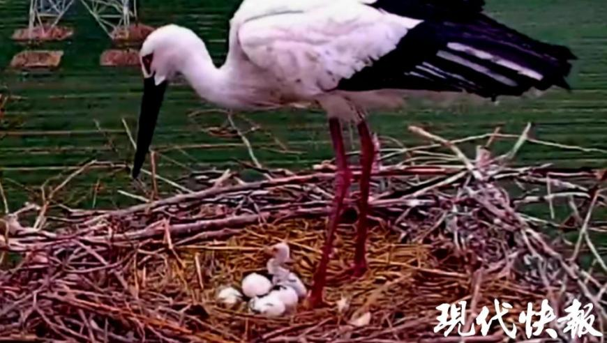 巴奴老板回应引发关注,今晚澳门六给彩开奖号码官方,决策资料解释落实_移动版V8.60